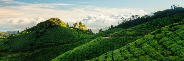 Tea plantations in Munnar with rolling green hills